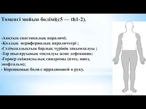 Төменгі мойын бөлімі(c5 — th1-2). -Аяқтың спастикалық параличі; -Қолдың перифериялық