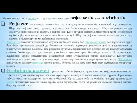 Жұлынның қызметі: жұлын екі түрлі қызмет атқарады: рефлекстік және өткізгіштік.