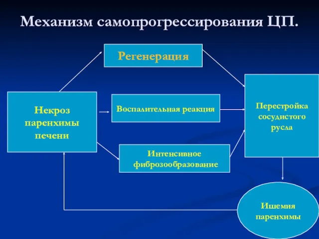 Некроз паренхимы печени Регенерация Воспалительная реакция Интенсивное фиброзообразование Ишемия паренхимы Перестройка сосудистого русла Механизм самопрогрессирования ЦП.