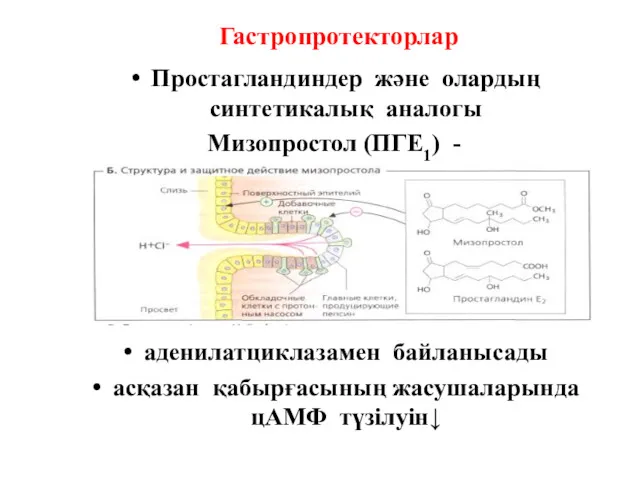 Гастропротекторлар Простагландиндер және олардың синтетикалық аналогы Мизопростол (ПГЕ1) - аденилатциклазамен байланысады асқазан қабырғасының жасушаларында цАМФ түзілуін↓