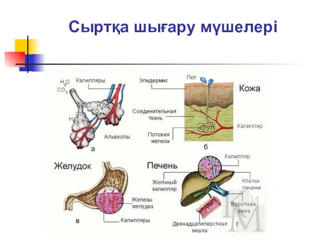 Сыртқа шығару мүшелері