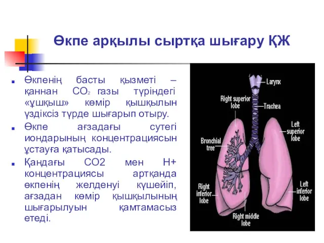 Өкпе арқылы сыртқа шығару ҚЖ Өкпенің басты қызметі – қаннан