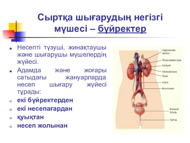 Сыртқа шығарудың негізгі мүшесі – бүйректер Несепті түзуші, жинақтаушы және