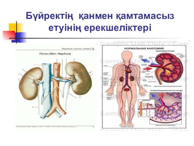 Бүйректің қанмен қамтамасыз етуінің ерекшеліктері