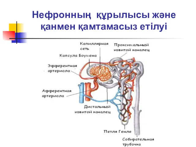 Нефронның құрылысы және қанмен қамтамасыз етілуі