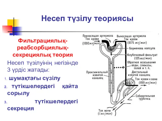 Несеп түзілу теориясы Фильтрациялық-реабсорбциялық-секрециялық теория Несеп түзілуінің негізінде 3 үрдіс