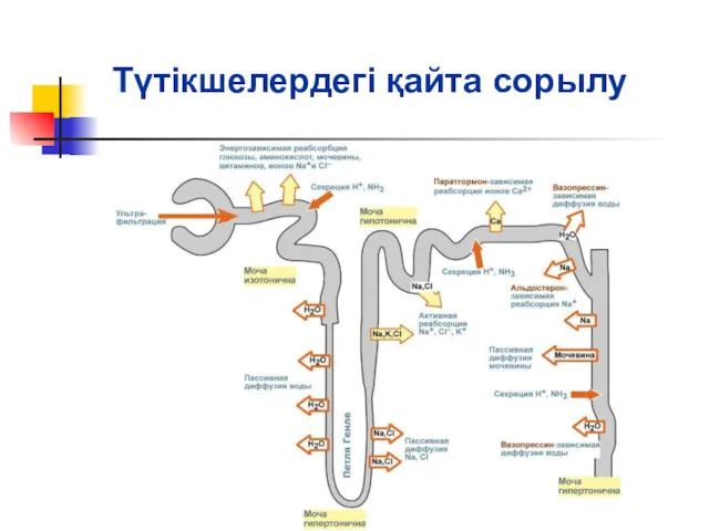 Түтікшелердегі қайта сорылу