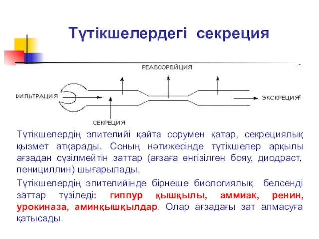 Түтікшелердегі секреция Түтікшелердің эпителийі қайта сорумен қатар, секрециялық қызмет атқарады.