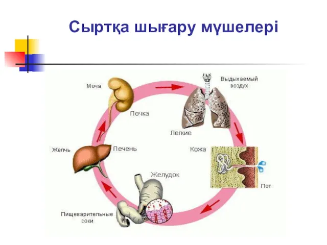 Сыртқа шығару мүшелері