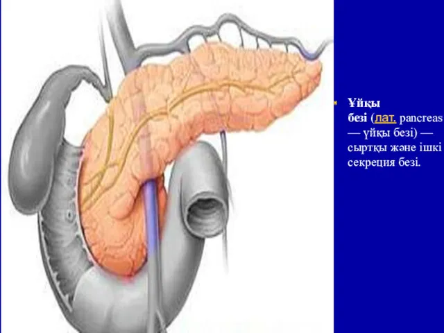 Ұйқы безі (лат. pancreas — үйқы безі) — сыртқы және ішкі секреция безі.