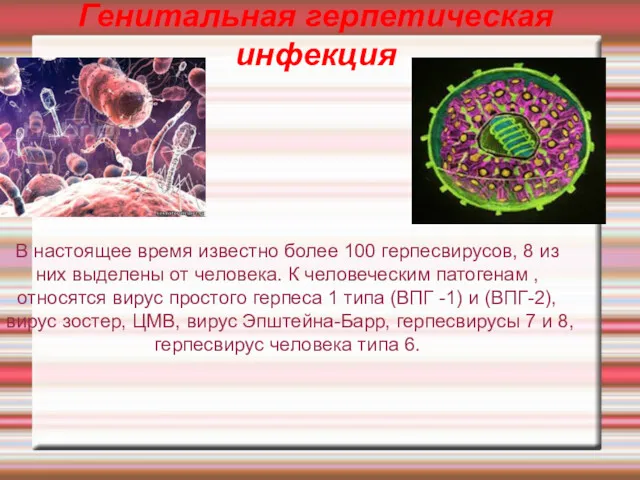 Генитальная герпетическая инфекция В настоящее время известно более 100 герпесвирусов,