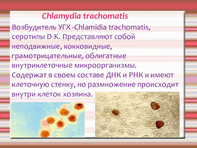 Chlamydia trachomatis Возбудитель УГХ -Chlamidia trachomatis,серотипы D-K. Представляют собой неподвижные,