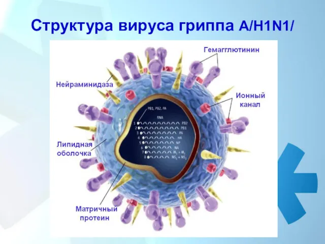 Структура вируса гриппа А/H1N1/