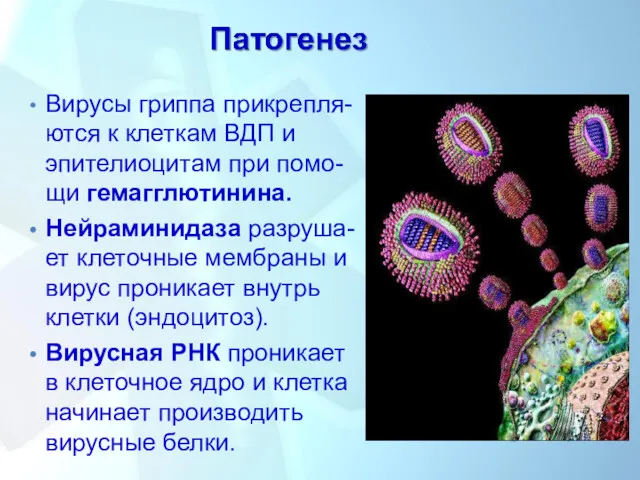 Вирусы гриппа прикрепля-ются к клеткам ВДП и эпителиоцитам при помо-щи