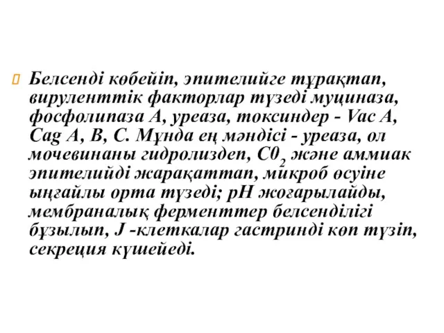 Белсенді көбейіп, эпителийге тұрақтап, вируленттік факторлар түзеді муциназа, фосфолипаза А,