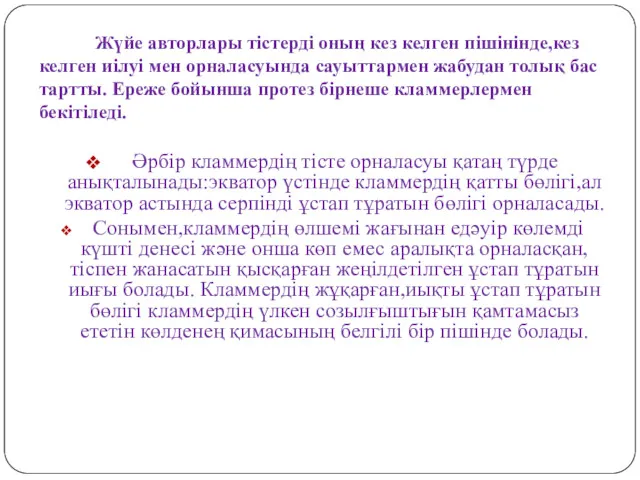 Әрбір кламмердің тісте орналасуы қатаң түрде анықталынады:экватор үстінде кламмердің қатты