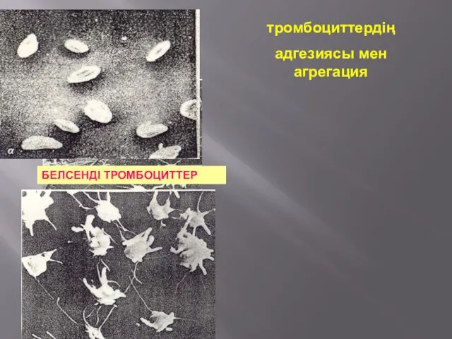 БЕЛСЕНДІ ТРОМБОЦИТТЕР тромбоциттердің адгезиясы мен агрегация