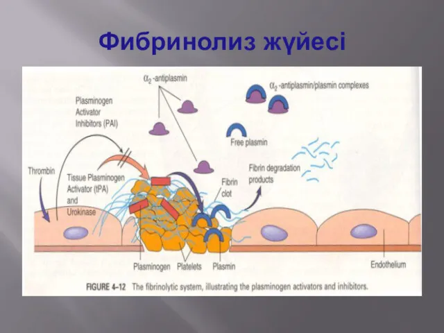 Фибринолиз жүйесі