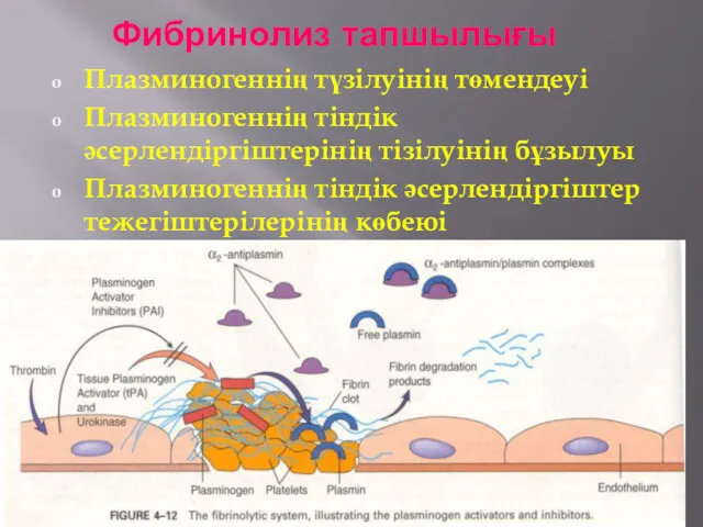 Фибринолиз тапшылығы Плазминогеннің түзілуінің төмендеуі Плазминогеннің тіндік әсерлендіргіштерінің тізілуінің бұзылуы Плазминогеннің тіндік әсерлендіргіштер тежегіштерілерінің көбеюі