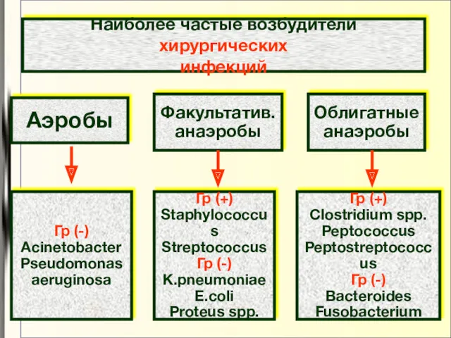 Наиболее частые возбудители хирургических инфекций Аэробы Факультатив. анаэробы Облигатные анаэробы Гр (-) Acinetobacter