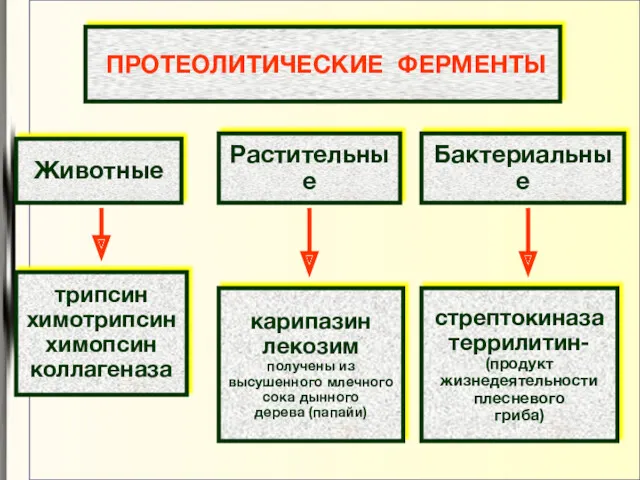 ПРОТЕОЛИТИЧЕСКИЕ ФЕРМЕНТЫ Животные Растительные Бактериальные трипсин химотрипсин химопсин коллагеназа карипазин лекозим получены из