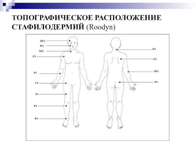 ТОПОГРАФИЧЕСКОЕ РАСПОЛОЖЕНИЕ СТАФИЛОДЕРМИЙ (Roodyn)