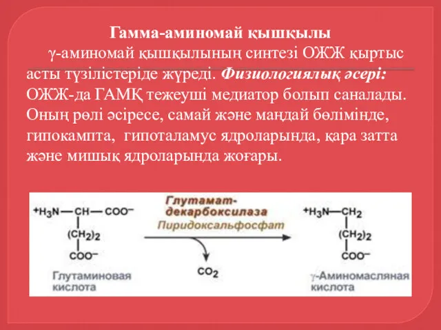 Гамма-аминомай қышқылы γ-аминомай қышқылының синтезі ОЖЖ қыртыс асты түзілістеріде жүреді.