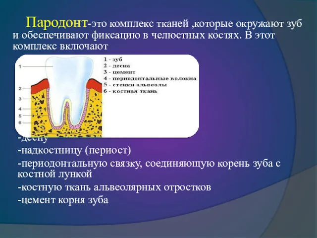 Пародонт-это комплекс тканей ,которые окружают зуб и обеспечивают фиксацию в