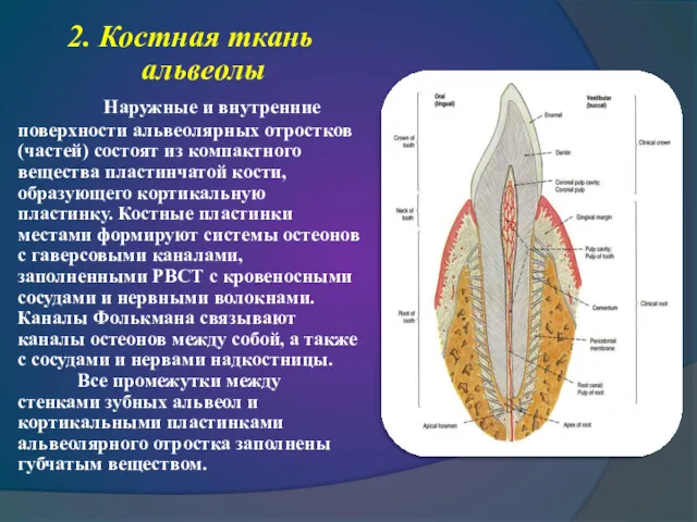 2. Костная ткань альвеолы Наружные и внутренние поверхности альвеолярных отростков