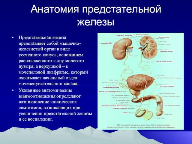 Анатомия предстательной железы Предстательная железа представляет собой мышечно-железистый орган в виде усеченного конуса,