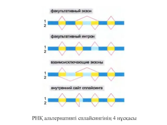 РНҚ альтернативті сплайсингінің 4 нұсқасы