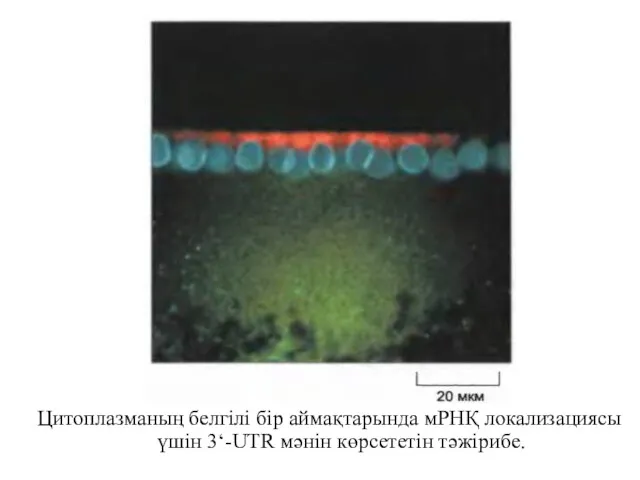 Цитоплазманың белгілі бір аймақтарында мРНҚ локализациясы үшін 3‘-UTR мәнін көрсететін тәжірибе.