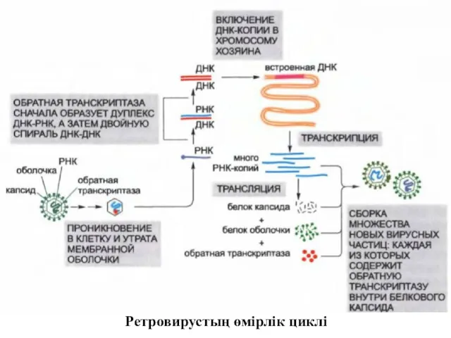 Ретровирустың өмірлік циклі