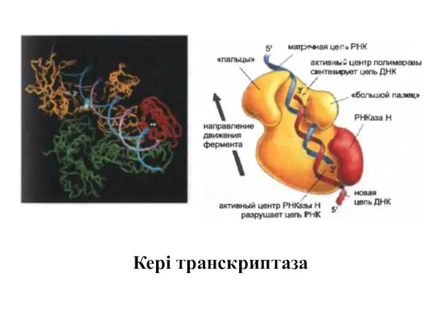 Кері транскриптаза