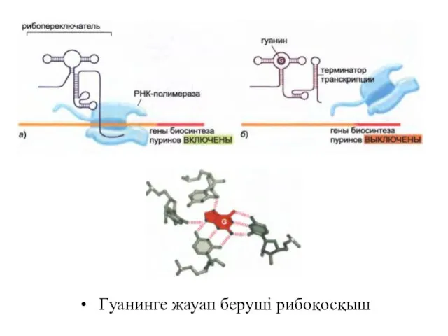 Гуанинге жауап беруші рибоқосқыш