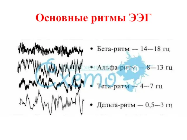 Основные ритмы ЭЭГ