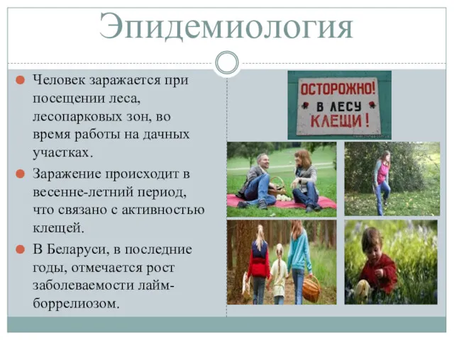 Эпидемиология Человек заражается при посещении леса, лесопарковых зон, во время