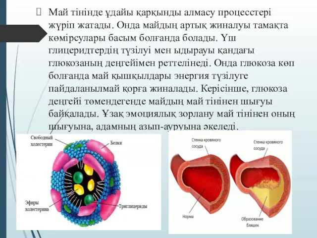 Май тінінде ұдайы қарқынды алмасу процесстері жүріп жатады. Онда майдың