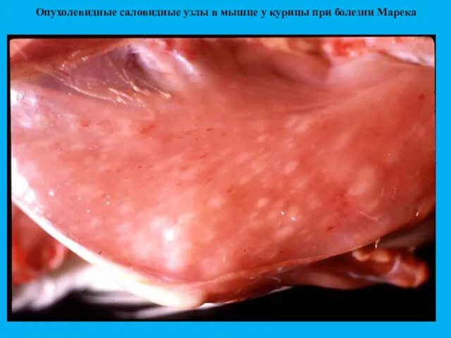 Опухолевидные саловидные узлы в мышце у курицы при болезни Марека
