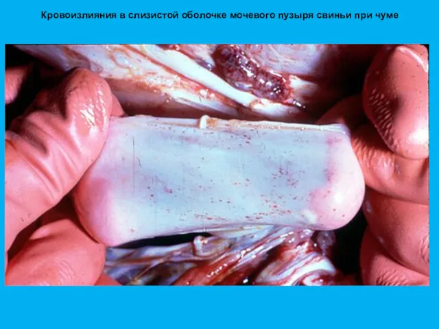 Кровоизлияния в слизистой оболочке мочевого пузыря свиньи при чуме