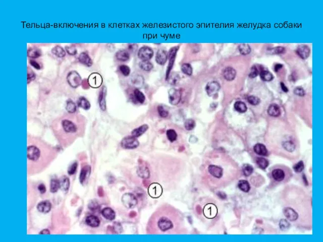Тельца-включения в клетках железистого эпителия желудка собаки при чуме