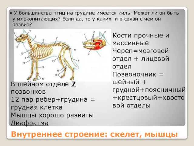 Внутреннее строение: скелет, мышцы У большинства птиц на грудине имеется