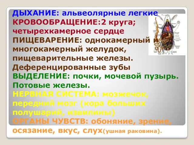 ДЫХАНИЕ: альвеолярные легкие КРОВООБРАЩЕНИЕ:2 круга; четырехкамерное сердце ПИЩЕВАРЕНИЕ: однокамерный и