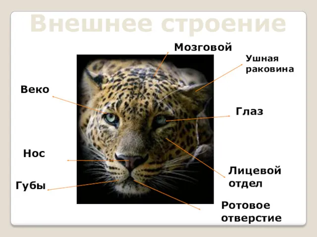 Внешнее строение Ушная раковина Глаз Веко Мозговой отдел Лицевой отдел Губы Нос Ротовое отверстие