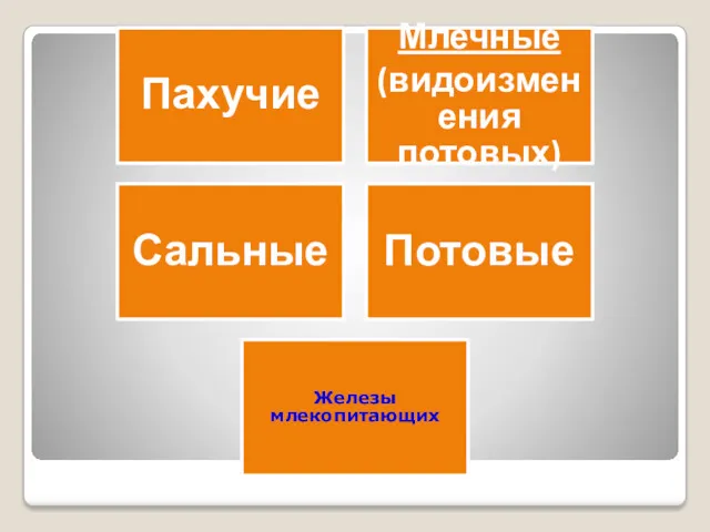 Пахучие Млечные (видоизменения потовых) Сальные Потовые Железы млекопитающих