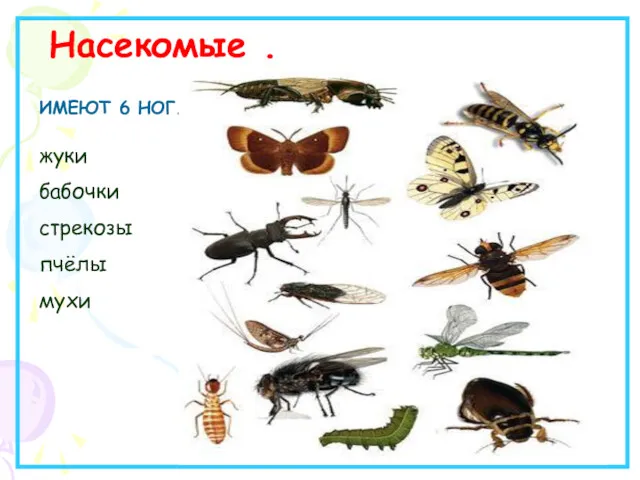 Насекомые . ИМЕЮТ 6 НОГ. жуки бабочки стрекозы пчёлы мухи