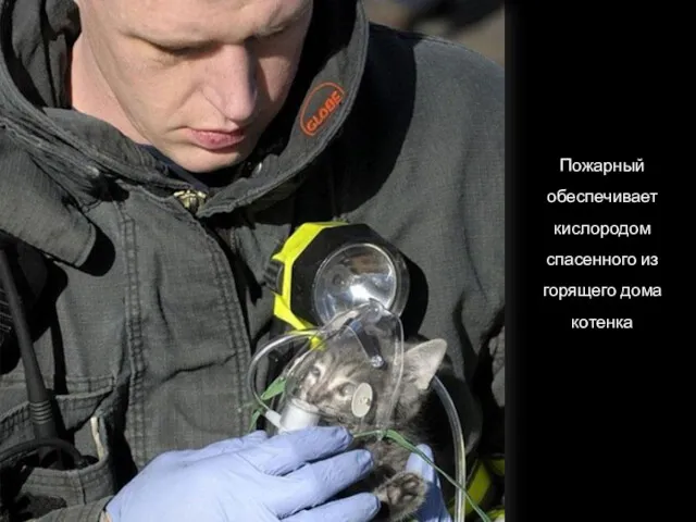 Пожарный обеспечивает кислородом спасенного из горящего дома котенка