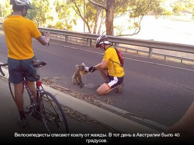 Велосипедисты спасают коалу от жажды. В тот день в Австралии было 40 градусов.