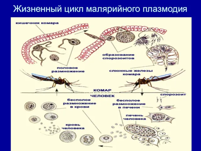 Жизненный цикл малярийного плазмодия