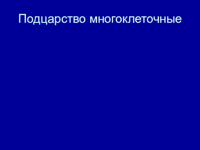 Подцарство многоклеточные